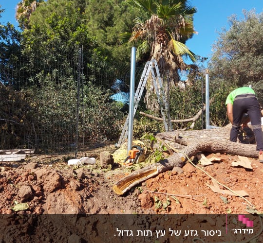 עבודת גיזום עצים עם מסור חשמלי ועץ כרות